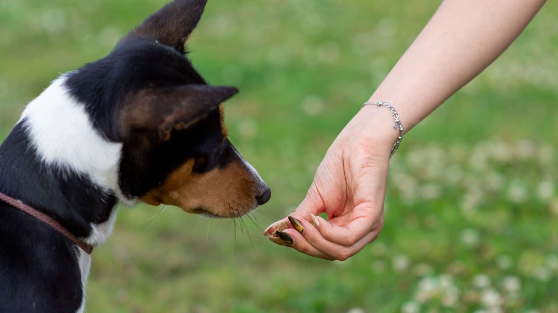 Dar chuche a un perro cuando te trae la pelota